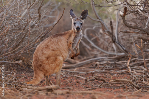 Common Wallaroo - Osphranter robustus also called euro or hill wallaroo, mostly nocturnal and solitary, loud hissing noise, sexually dimorphic, like most wallaroos, kangaroo in the evening photo