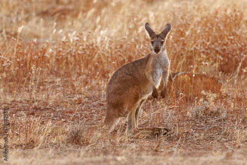 Fototapeta Naklejka Na Ścianę i Meble -  Common Wallaroo - Osphranter robustus also called euro or hill wallaroo, mostly nocturnal and solitary, loud hissing noise, sexually dimorphic, like most wallaroos, silhouette in evening