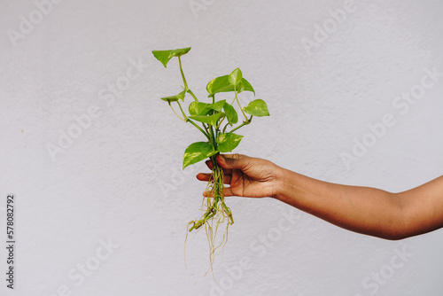Hand holding a bunch of propagated Pothos plant showing aerial roots and green foliage against white background
