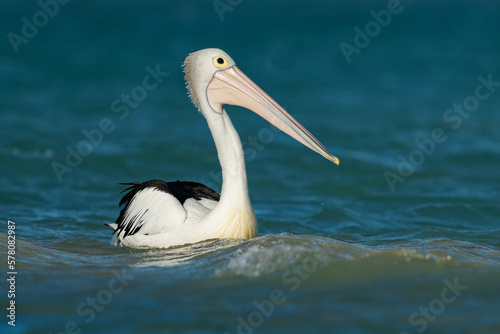 The Australian pelican (Pelecanus conspicillatus) hunts fish in blue ocean, widespread on the inland and coastal waters of Australia and New Guinea and Fiji. Great white and black bird with huge beak