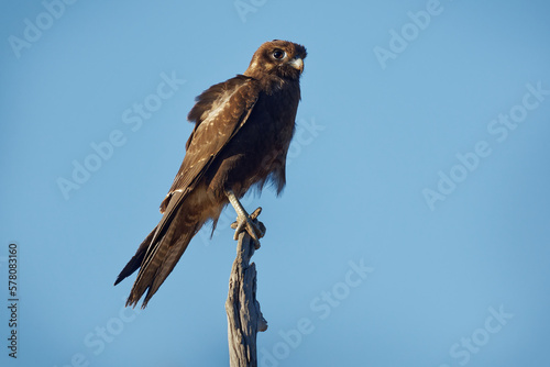 Billede på lærred Black Falcon - Falco subniger medium-large falcon endemic to Australia, mainland