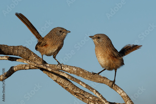Singing Western Grasswren Amytornis textilis also Thick-billed grasswren or Textile wren, small australian endemic mainly terrestrial bird, male and female in pair communicate face to face photo