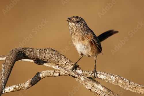 Singing Western Grasswren Amytornis textilis also Thick-billed grasswren or Textile wren, small australian endemic mainly terrestrial bird, brown plumage streaked with black and white and long tail photo