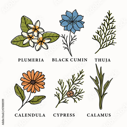 Line art essential oil plants and flowers set