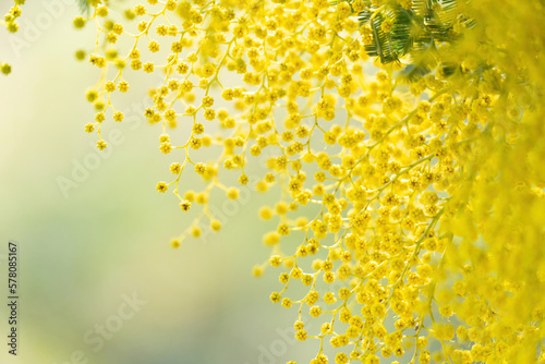 flowers and potted flowers of mimosa a beautiful flower symbol of Women’s Day celebrated on March 8