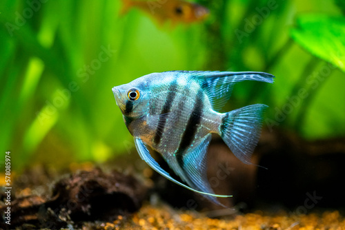 portrait of a zebra Angelfish in tank fish with blurred background (Pterophyllum scalare)
