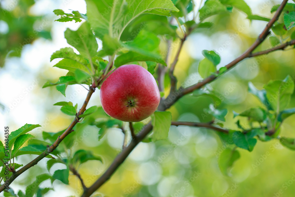 Red apples on tree