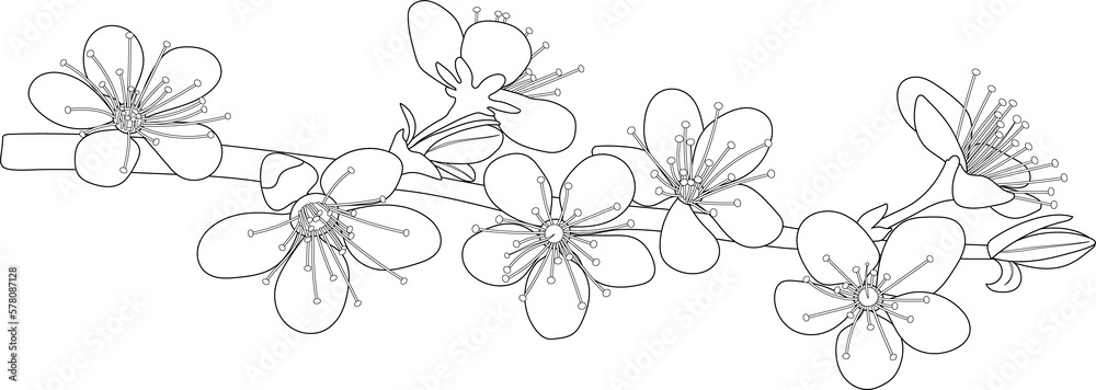 Flowering cherry branch. Spring flowers. Black and white illustration. Coloring page.