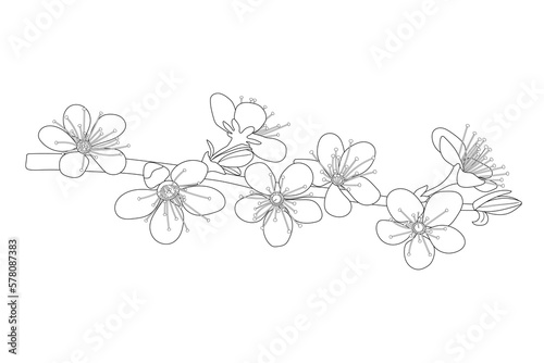 Flowering cherry branch. Spring flowers. Black and white illustration. Coloring page.