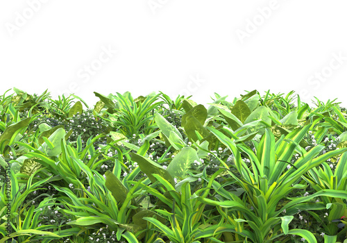 Field of plants isolated on transparent background. 3d rendering - illustration © Elena