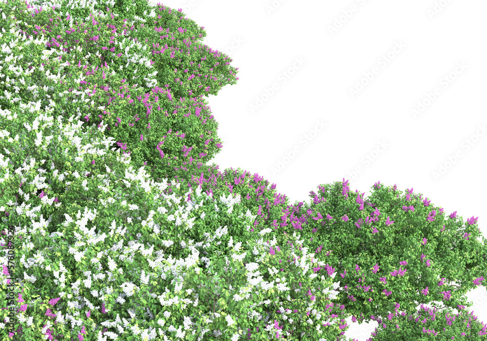 Obraz premium Field of plants isolated on transparent background. 3d rendering - illustration