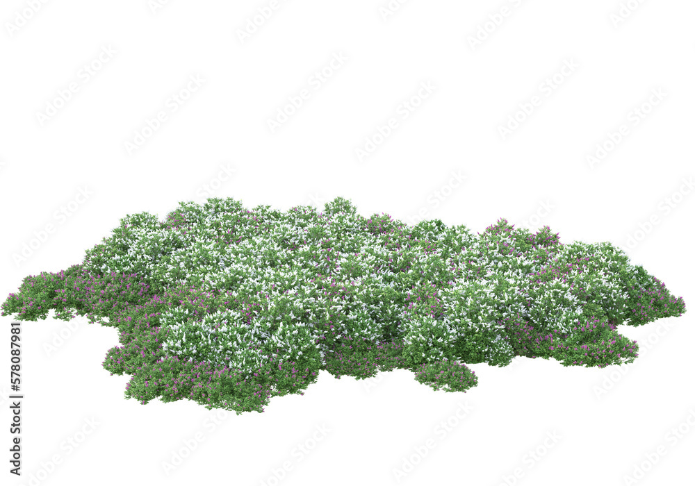 Obraz premium Field of plants isolated on transparent background. 3d rendering - illustration