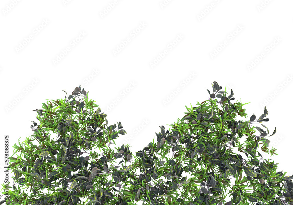 Field of plants isolated on transparent background. 3d rendering - illustration Field of plants isolated on transparent background. 3d rendering - illustration