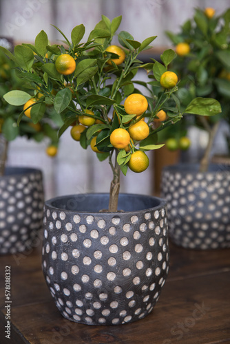 Calamondin or Citrus mitis plant with ripe small orange fruits potted at the greek garden shop in early spring. photo