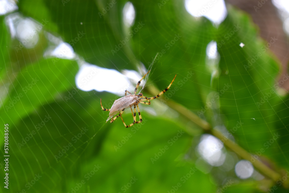 Close-up of a Multi-coloured Argiope Spider wrapping an insect by its own web, with green leaves nature blurred background. Close-up of a Multi-coloured Argiope Spider wrapping an insect by its own web, with green leaves nature blurred background.