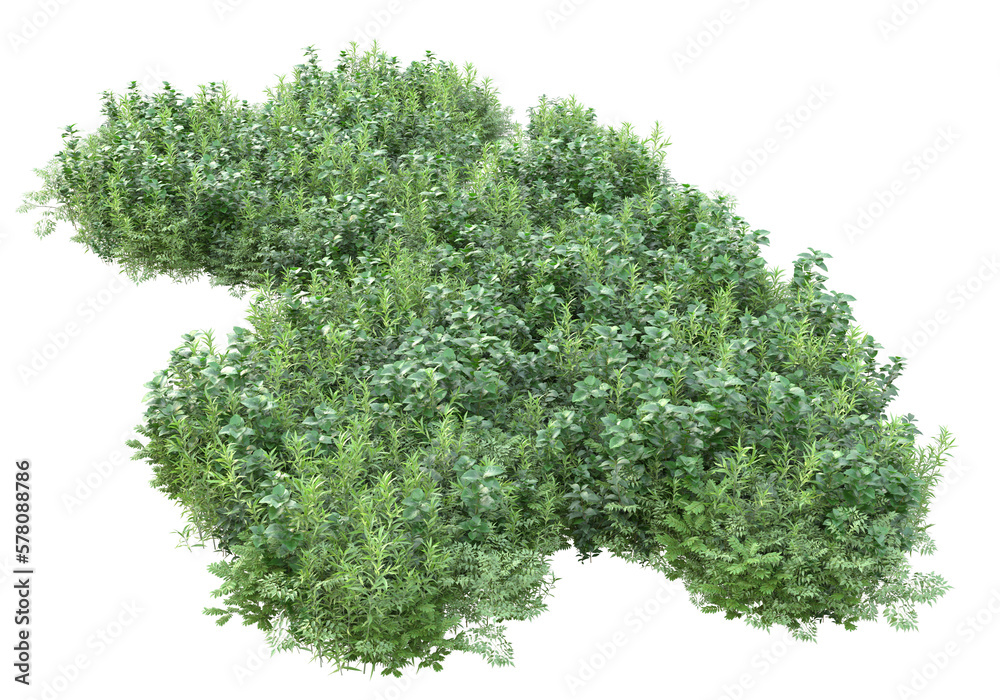 Field of grass with flowers isolated on transparent background. 3d rendering - illustration
