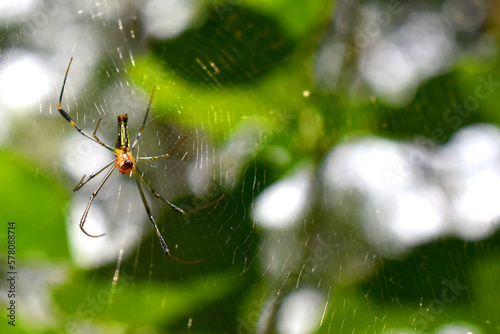 Upside-down of a golden orb-weaver spider claims on spiderweb with bokeh lights and green nature blurred background.