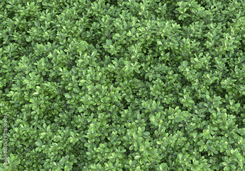 Field of foliage isolated on transparent background. 3d rendering - illustration