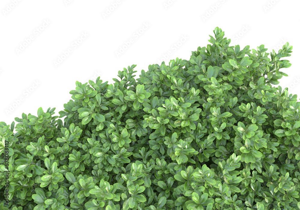 Field of foliage isolated on transparent background. 3d rendering - illustration Field of foliage isolated on transparent background. 3d rendering - illustration