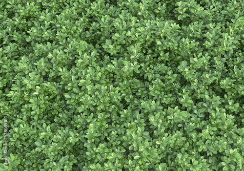 Field of foliage isolated on transparent background. 3d rendering - illustration © Elena