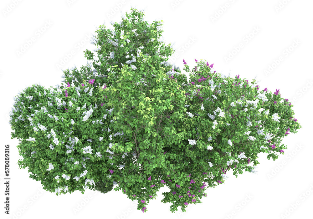Obraz premium Field of foliage isolated on transparent background. 3d rendering - illustration