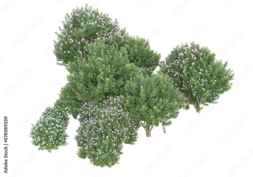 Field of foliage isolated on transparent background. 3d rendering - illustration