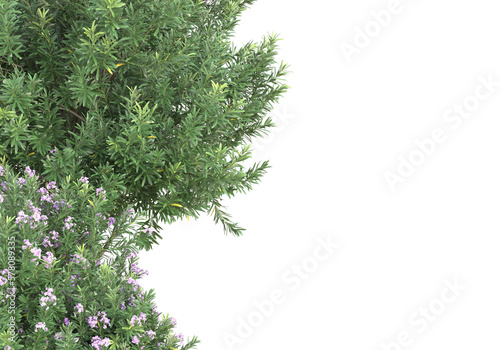 Field of foliage isolated on transparent background. 3d rendering - illustration