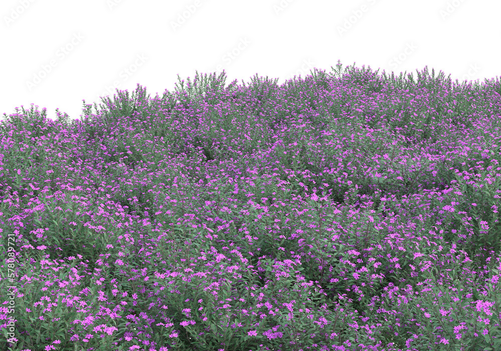Obraz premium Field of grass isolated on transparent background. 3d rendering -