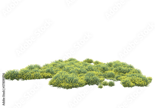 Field of grass isolated on transparent background. 3d rendering - illustration