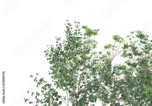 Tall plants on transparent background. 3d rendering - illustration