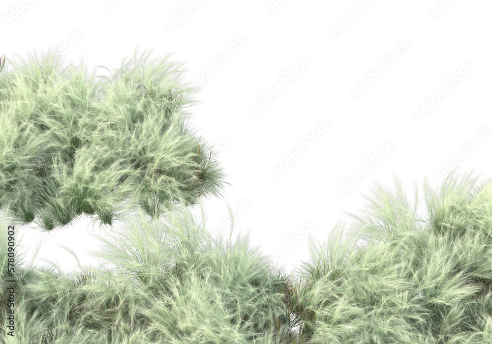 Tall plants on transparent background. 3d rendering - illustration Tall plants on transparent background. 3d rendering - illustration