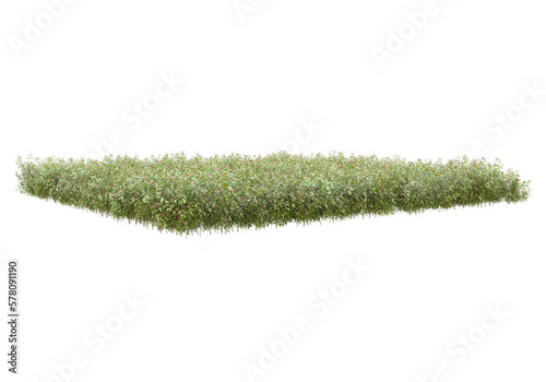 Tall plants on transparent background. 3d rendering - illustration