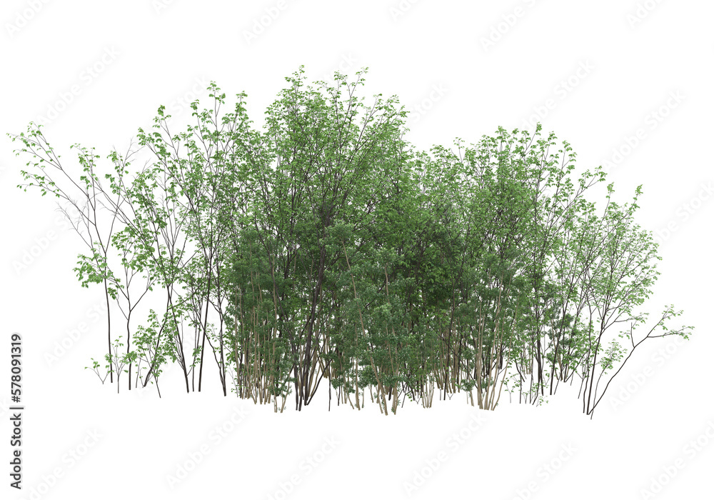 Obraz premium Tall plants on transparent background. 3d rendering - illustration