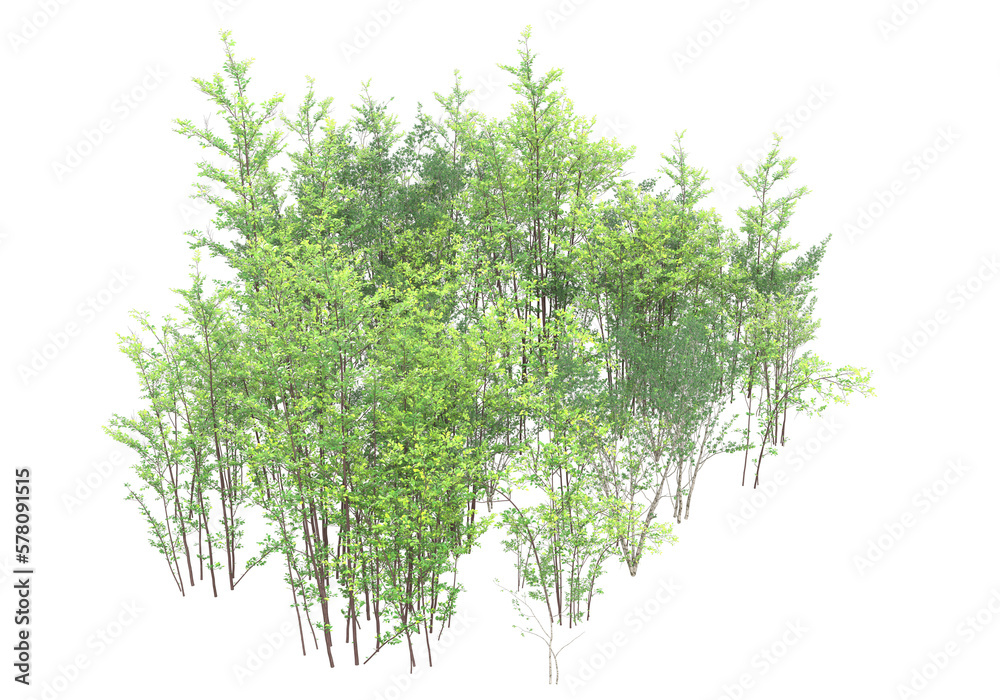 Tall plants on transparent background. 3d rendering - illustration Tall plants on transparent background. 3d rendering - illustration
