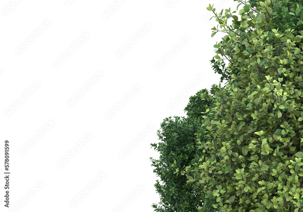 Fototapeta premium Foliage isolated on transparent background. 3d rendering - illustration