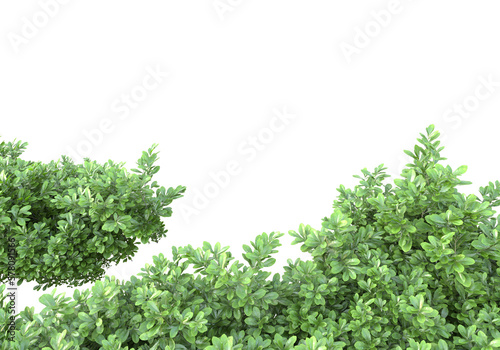 Foliage isolated on transparent background. 3d rendering - illustration