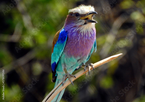 Lilacbreasted Roller bird in Chobe National Park, Botswana photo