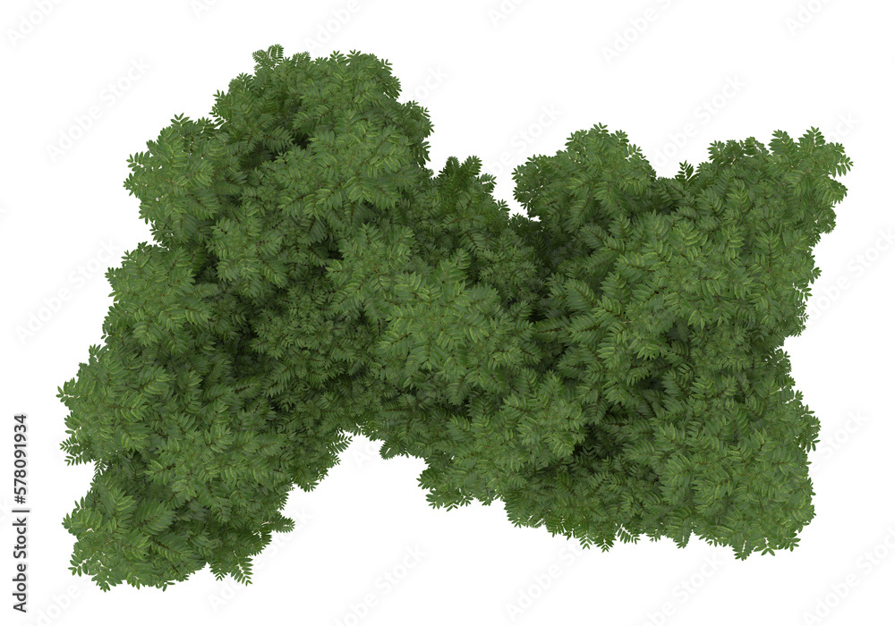 Fototapeta premium Foliage isolated on transparent background. 3d rendering - illustration