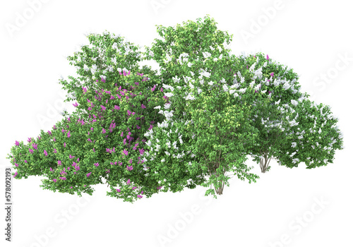 Foliage isolated on transparent background. 3d rendering - illustration photo