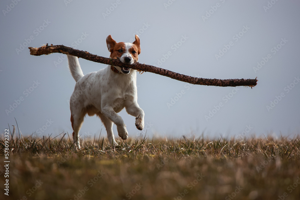 Jack Russel Terrier