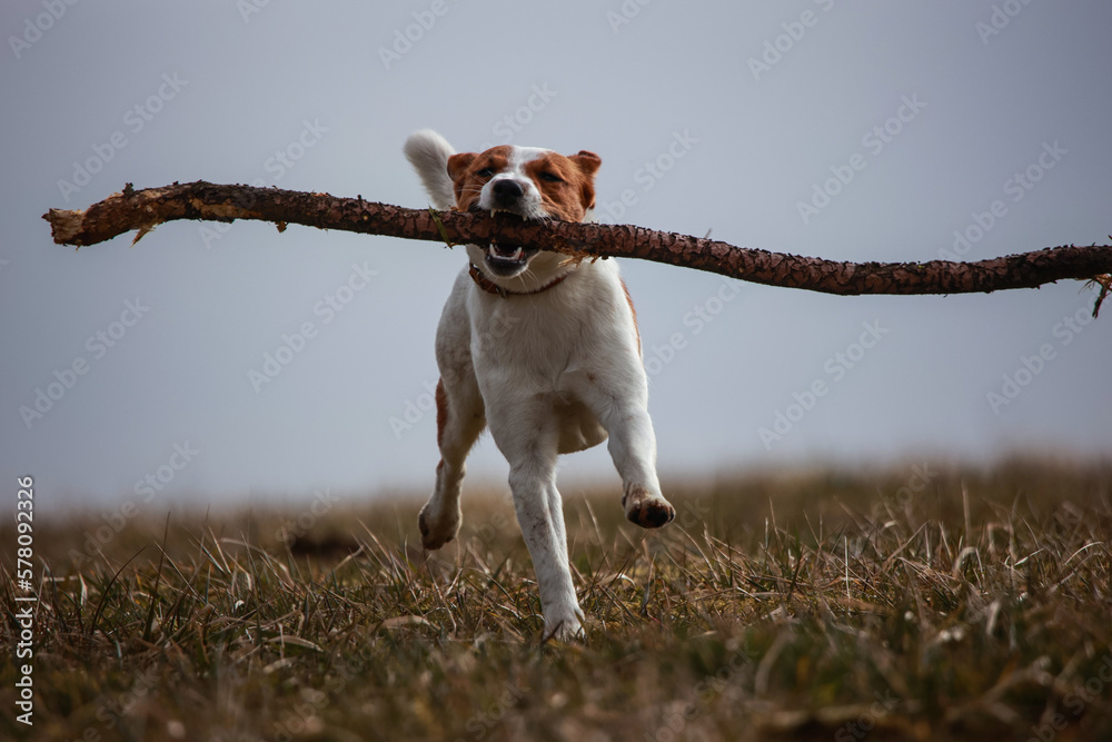 Jack Russel Terrier