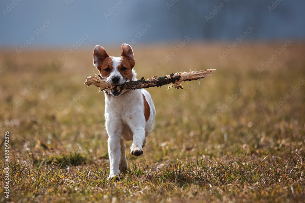 Jack Russel Terrier