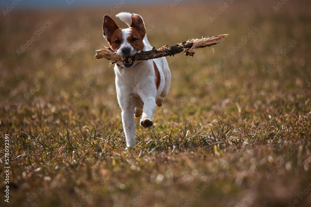 Jack Russel Terrier