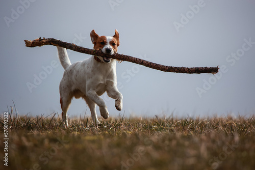 Obraz na płótnie Jack Russel Terrier w salonie