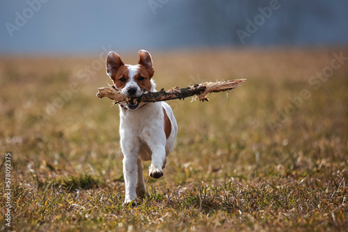 Obraz na płótnie Jack Russel Terrier w salonie