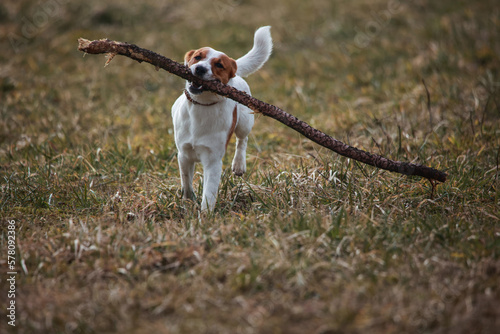 Obraz na płótnie Jack Russel Terrier w salonie