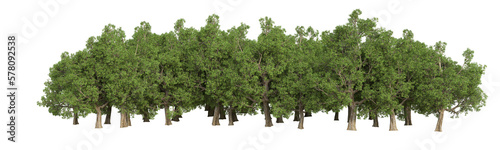 Forest isolated on transparent background. 3d rendering - illustration