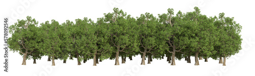 Forest isolated on transparent background. 3d rendering - illustration