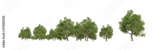 Forest isolated on transparent background. 3d rendering - illustration