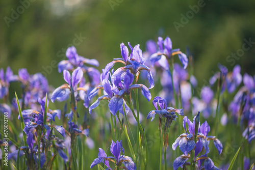 Beautiful blooming siberian iris on the sunlight in summer garden